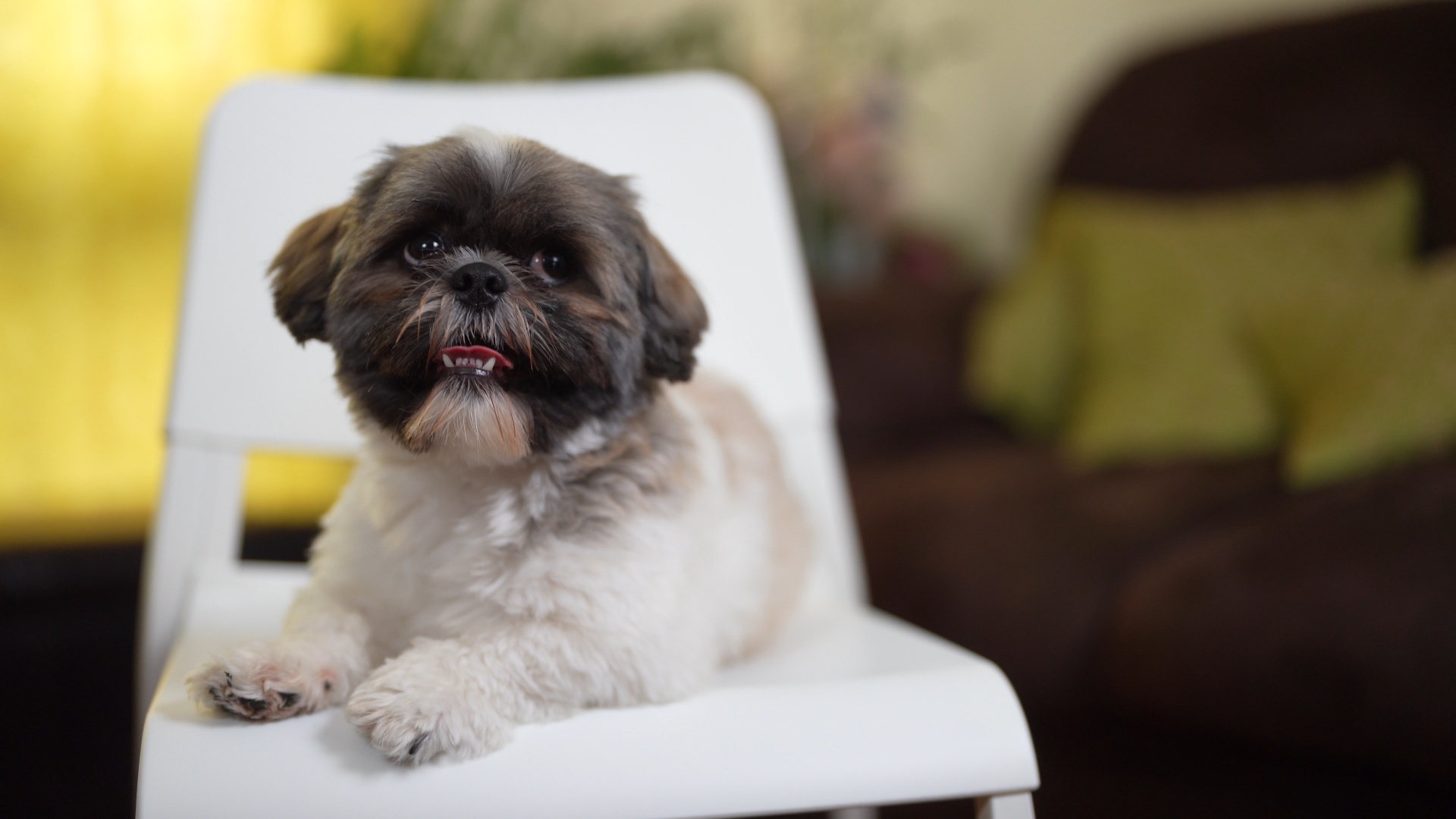My pogi dog, Gelo.